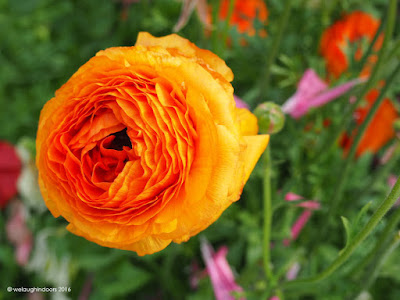 Orange Ranunculus by welaughindoors Orange Ranunculus by welaughindoors