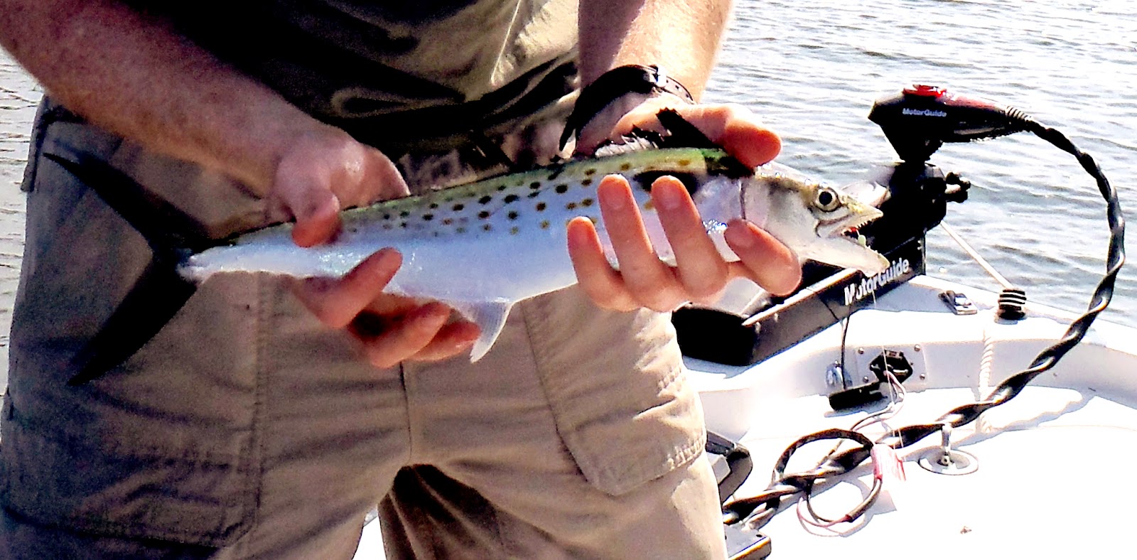 Fry It Up! BeerBattered Spanish Mackerel