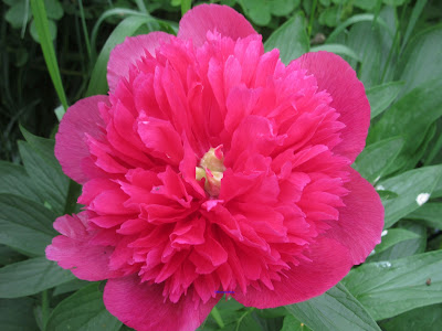 peony-pioni