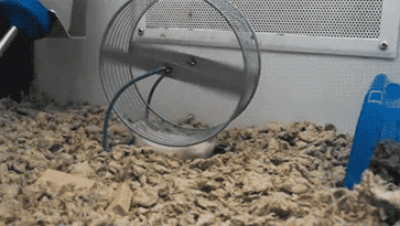 Treadmill Hamster is doing it wrong