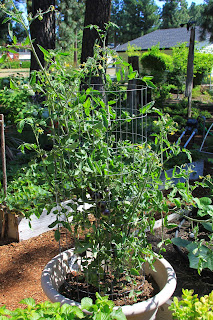 Tomatoes in containers