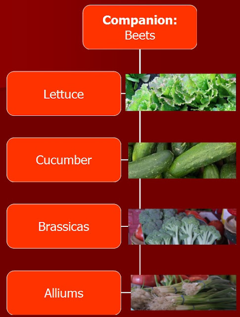 Gardening with Red Hill: Companion Planting with Beets