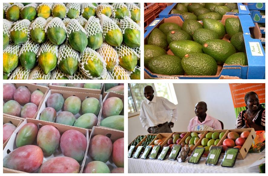 Rich Farm Kenya Profitable Agribusiness Ideas in Fruit Farming How To