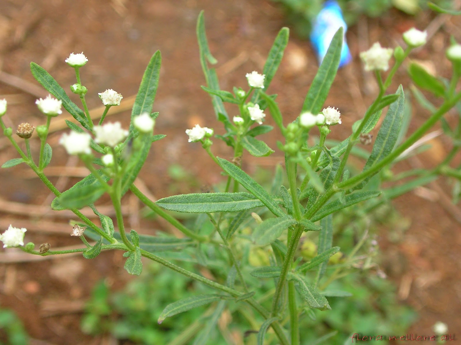 Plants Used For Ganapathi Puja Medicinal Plants And Poisonous