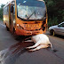 Ônibus escolar atropela animal de grande porte na PR 160