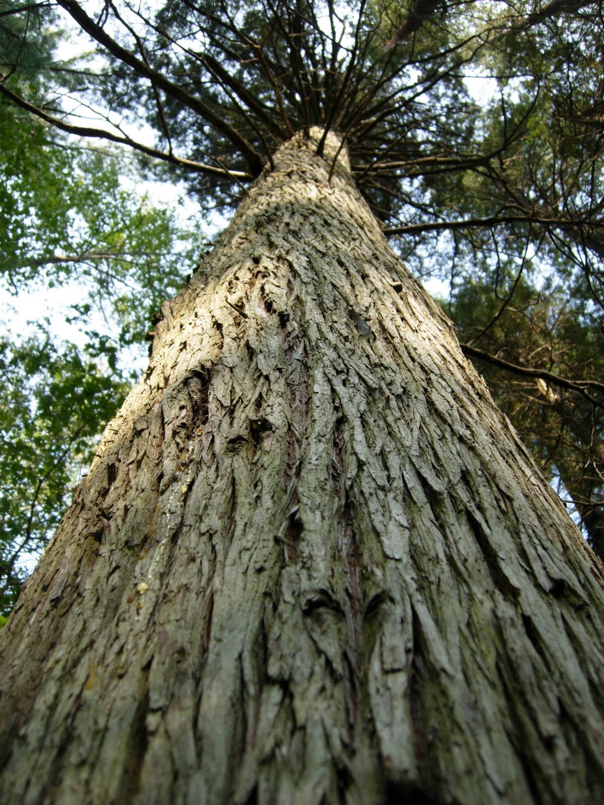 Recollecting Nemasket In Search of Atlantic White Cedar
