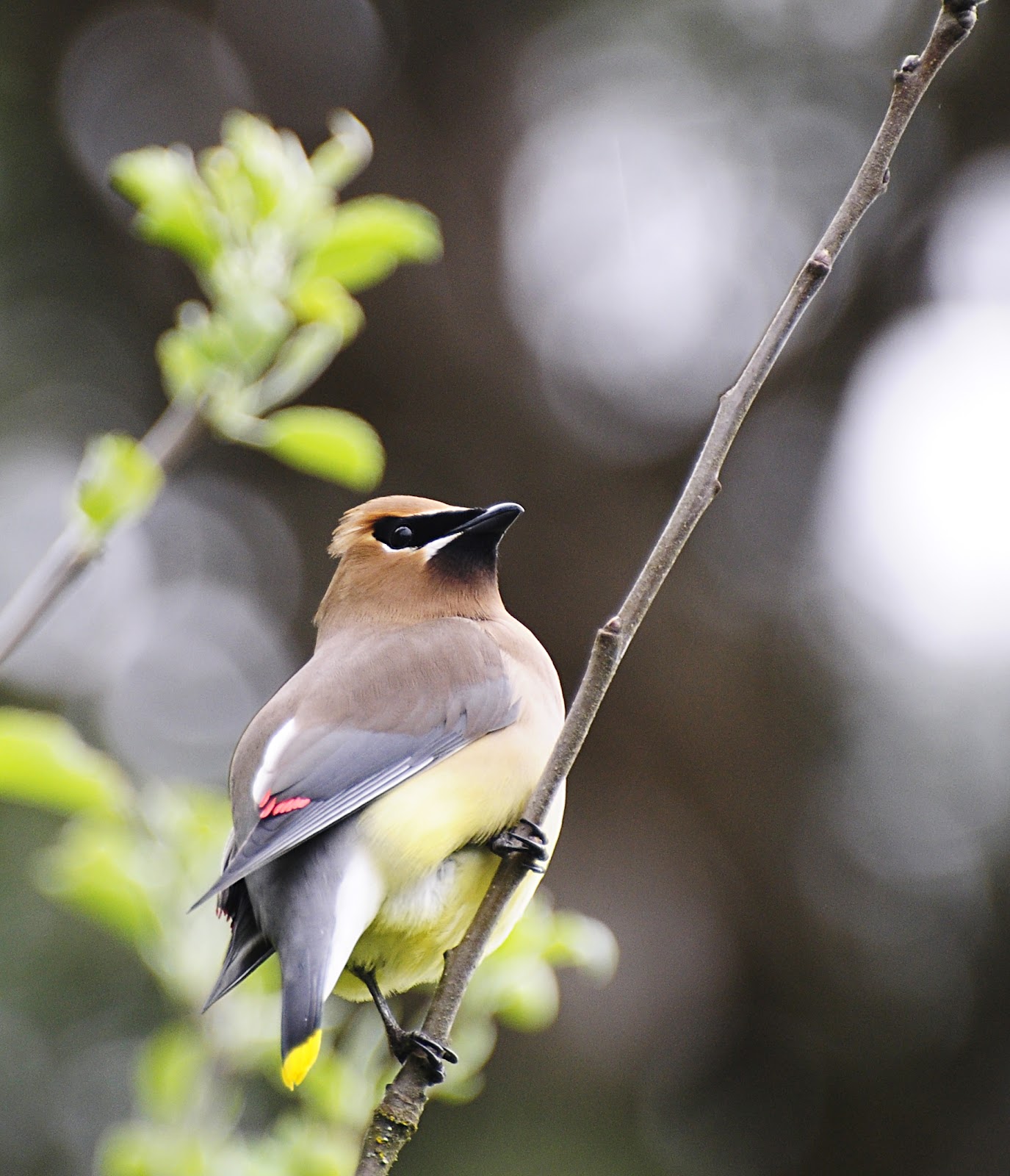 Oregon Backyard Birds, etc.: Cedar Waxwing