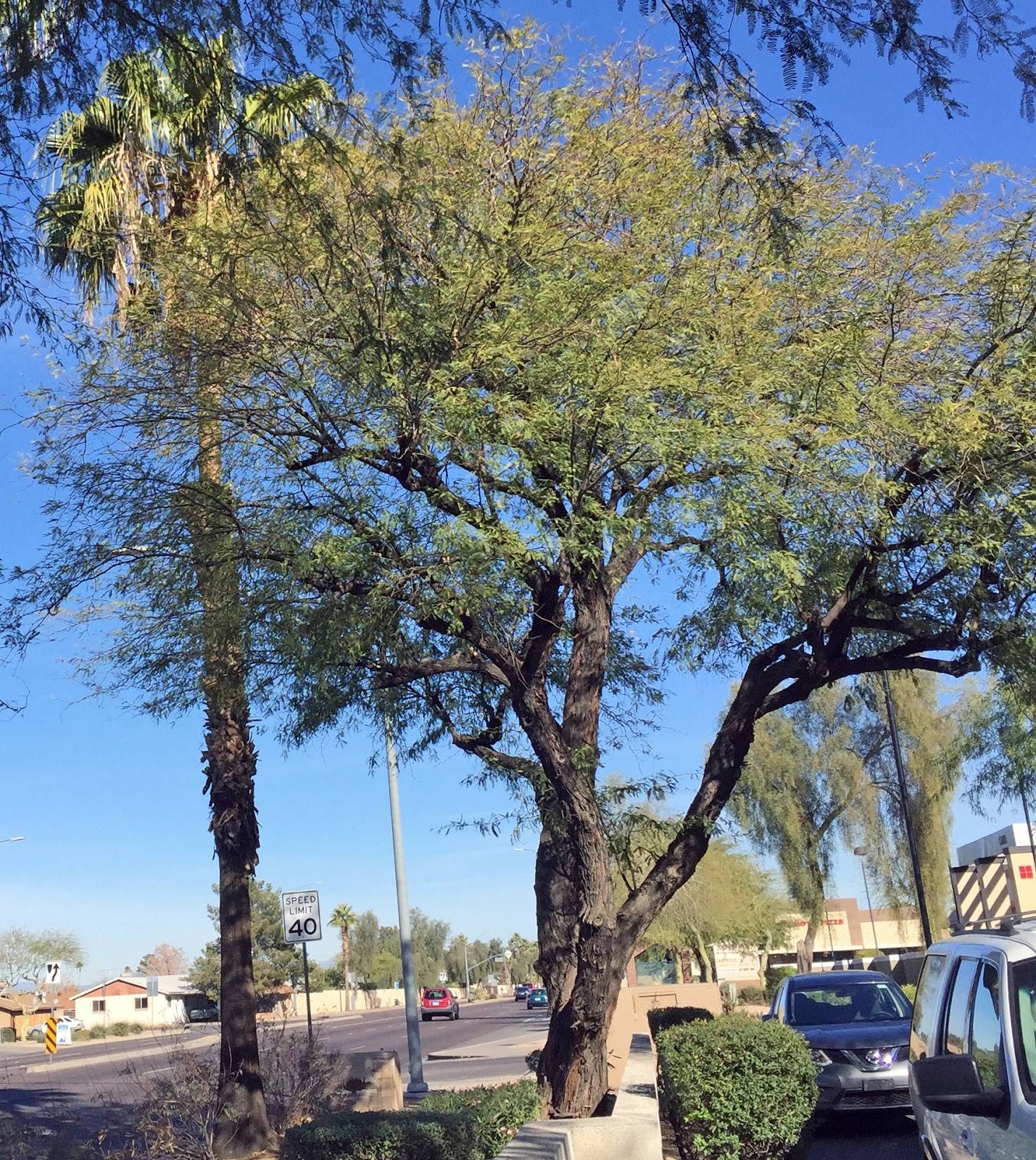 History Adventuring A tree that grows naturally in Phoenix, Arizona