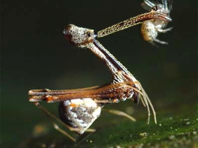 Assassin Spider (Archaeidae) Assassin Spider (Archaeidae)