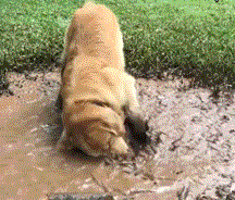 1517385023180680447.gif
