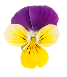 Flower_12.png