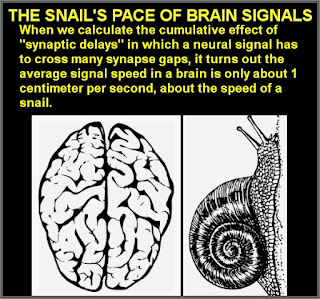 slow brain