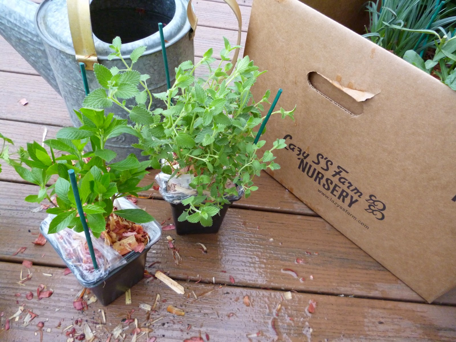 darlaville mail order plants