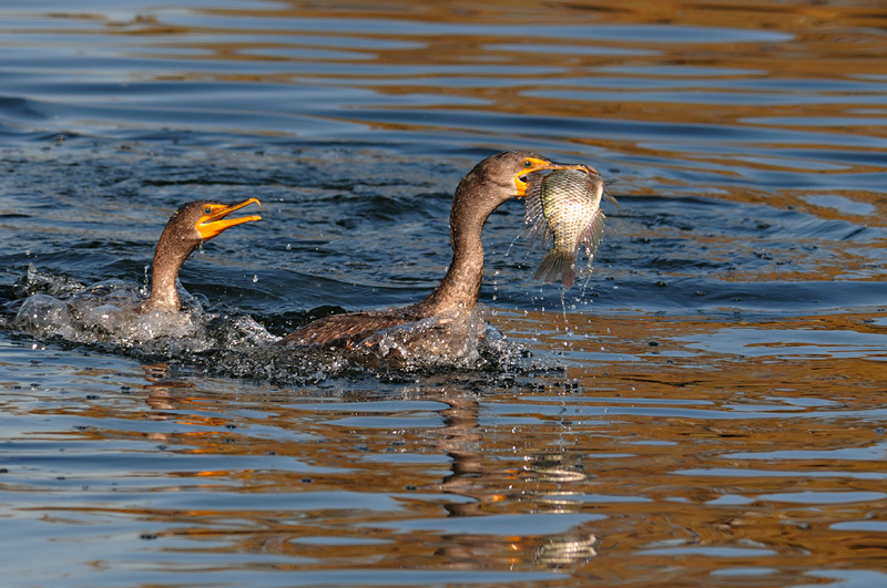 Cormorant Birds Info And Pictures All Wildlife Photographs