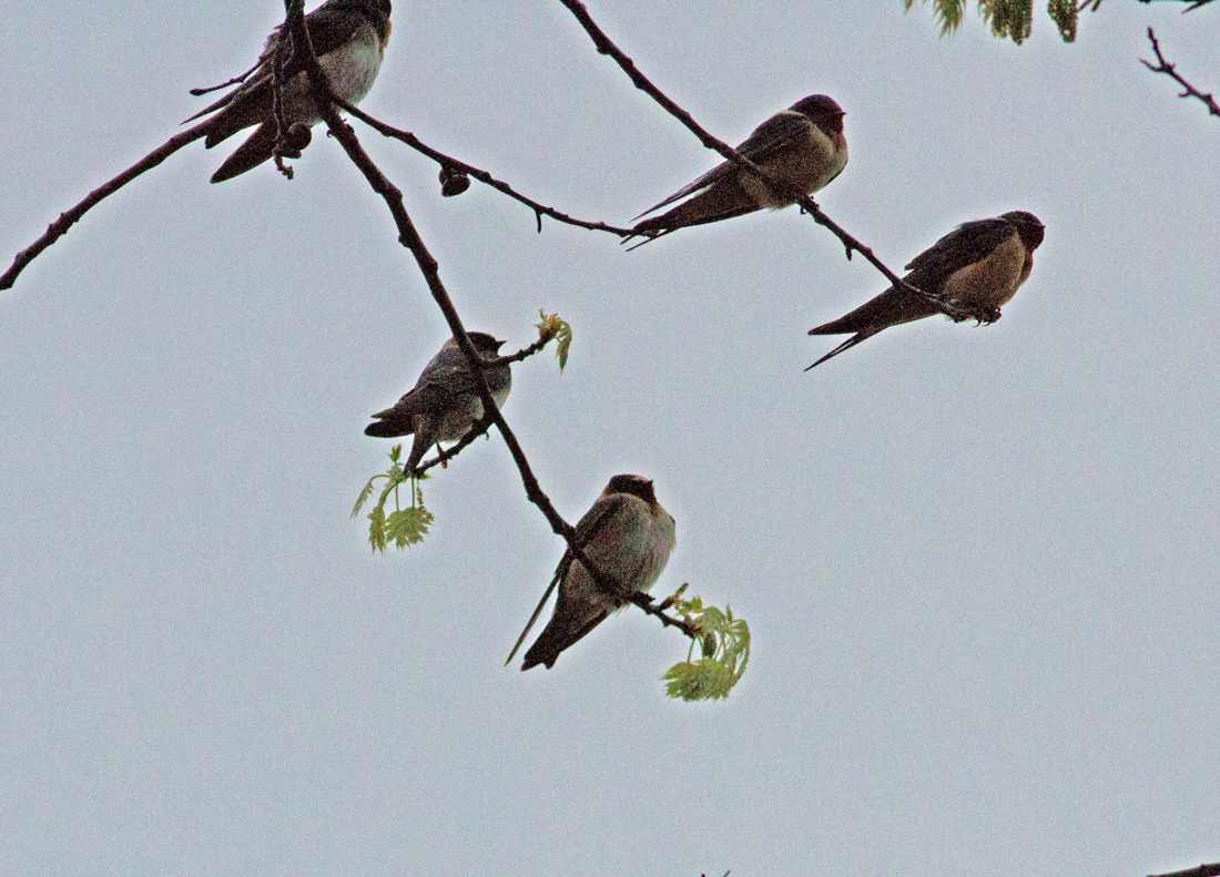 Pioneer Birding MA grand fallout of migrating waterbirds at Turner's Falls!