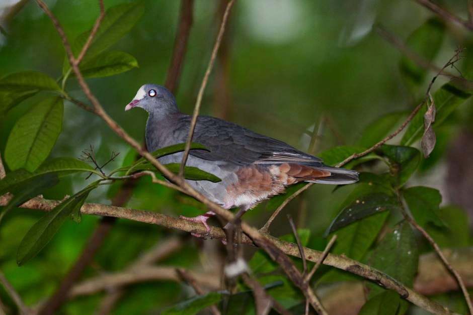 Grey headed quail dove