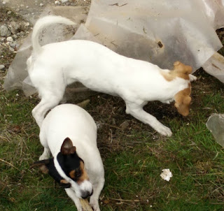 Puppies playing outside Puppies playing outside