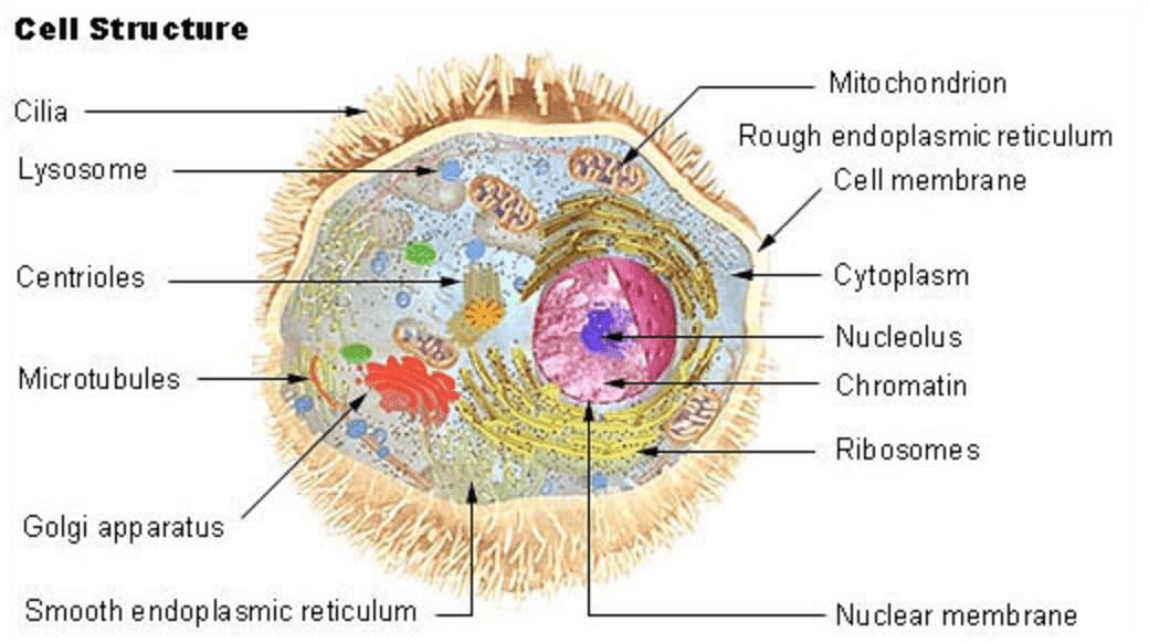 Citología, partes de la célula humana