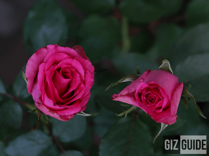 Beautiful bokeh plus you can get really close at 50 mm! Beautiful bokeh plus you can get really close at 50 mm!