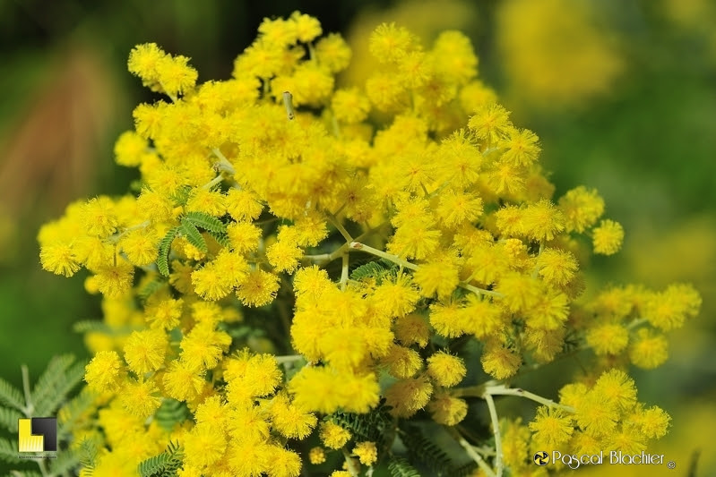 fleur de mimosas photo Pascal Blachier