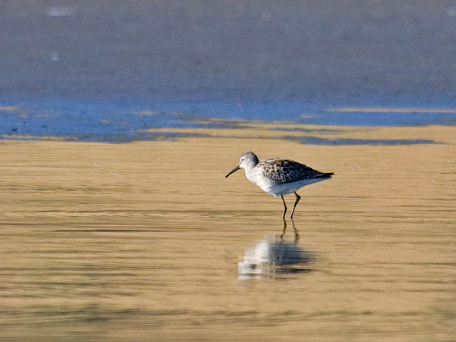 Stilt Sandpiper Stilt Sandpiper