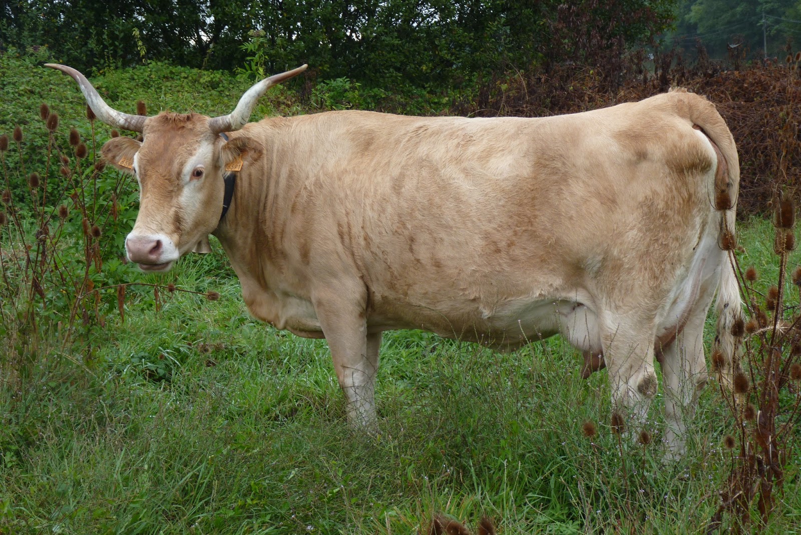 Vachement fidèles ! La race béarnaise