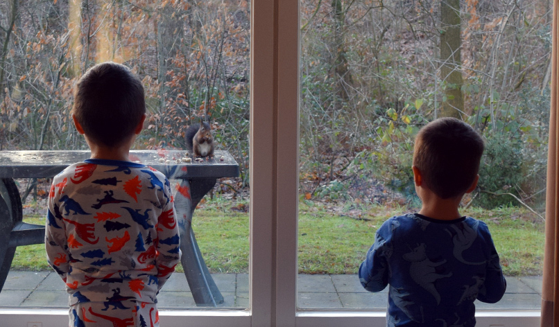 Eekhoorntjes op bezoek in Landal Heideheuvel Eekhoorntjes op bezoek in Landal Heideheuvel