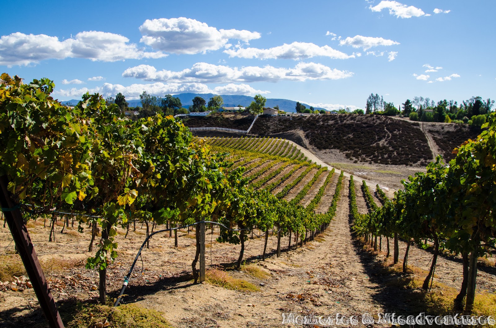 Memories and Misadventures Wine tasting in Temecula