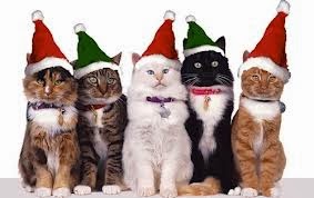A Kitten's 12 Days of Christmas Mischief