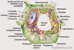 Struktur sel eukariotik
