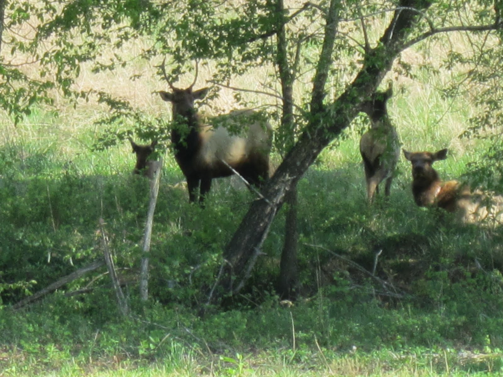 HikingCanoeingBackpackingCampingLiving Between the Land