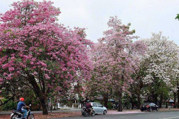  GAMBAR  Keindahan Musim Bunga  Sakura  di  Kedah Hampa Tak 