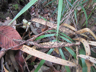 Taman Negara