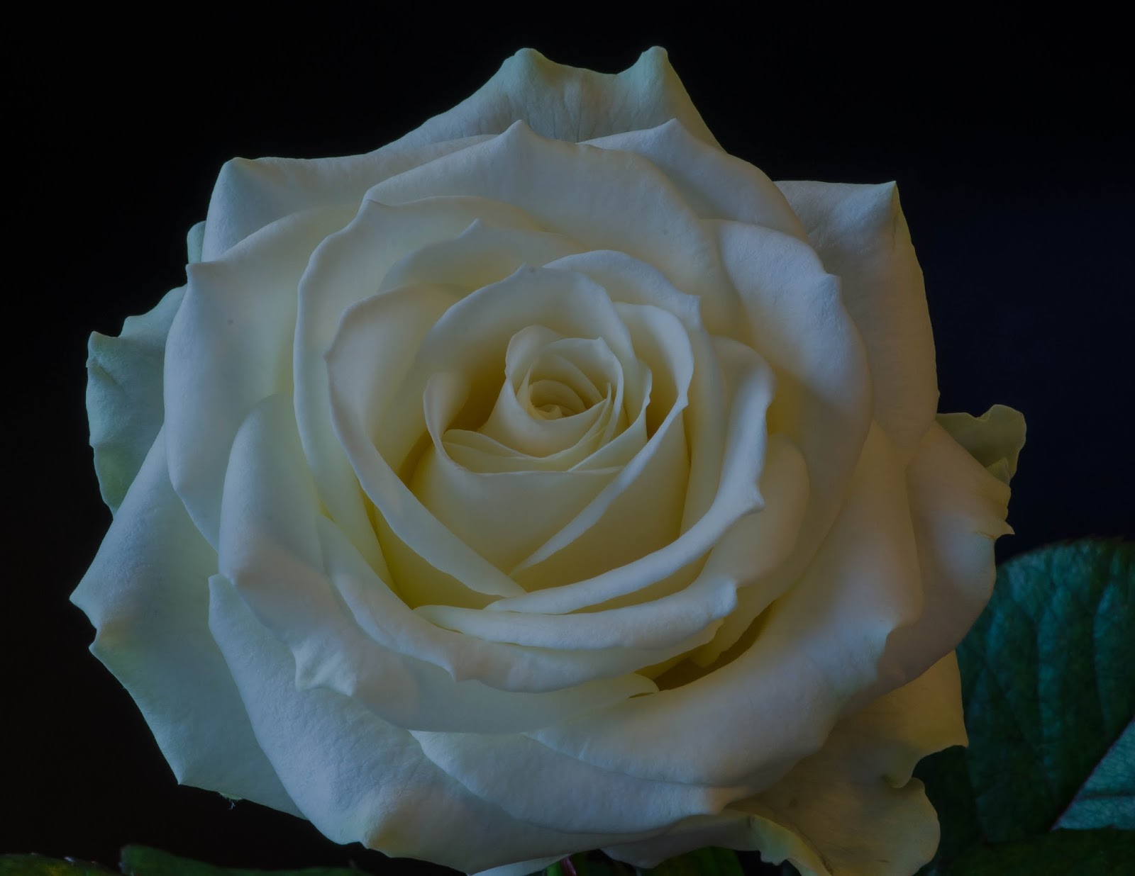 The Things I Enjoy A white Avalanche rose