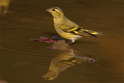 Carduelis spinus