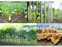 Proses Pembibitan Tanaman Jabon