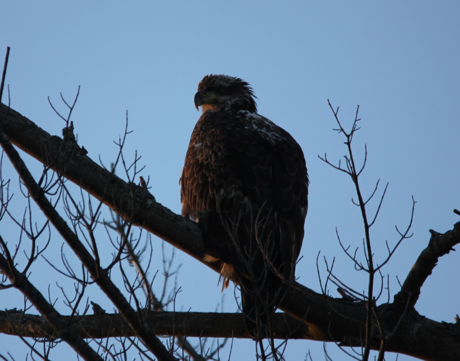 Here and There: Day 91 - 31st March 2016 - Bald Eagle, Song Sparrow and