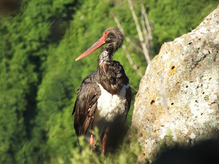 wwf lazio wwf lazio cicogna nera