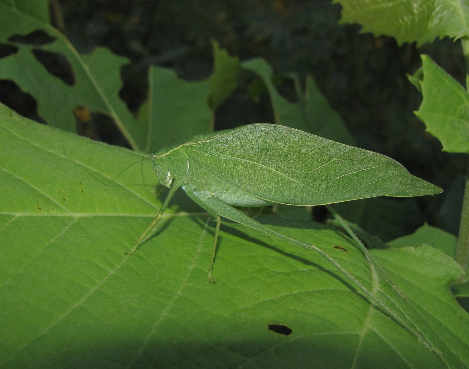 Bug Eric OrThoptera Thursday Greater Anglewing Katydid
