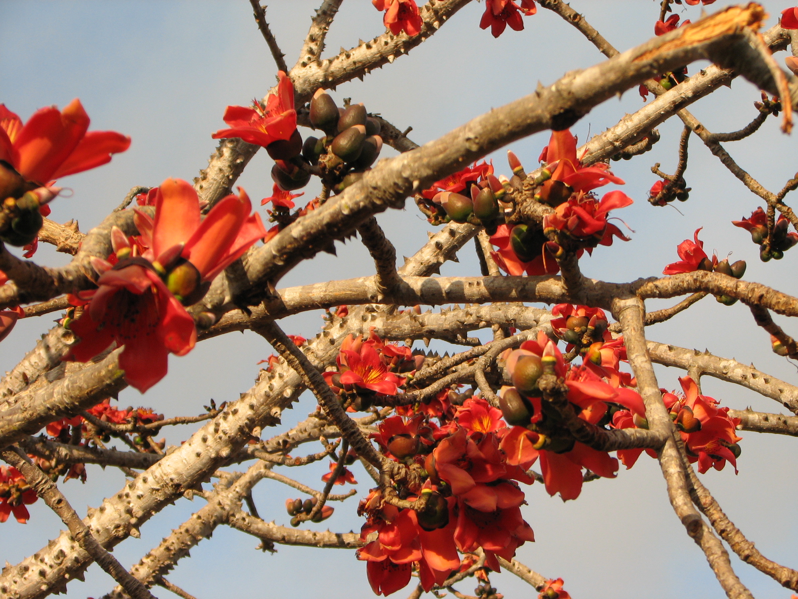 My Dry Tropics Garden Wordless Wednesday Silk Cotton Tree