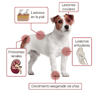 Las lesiones que pueden causar cojera en los perros que pueden causar cojera en los perros
