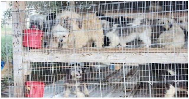 Juiz considera proprietário de Shih Tzu culpado de crueldade animal