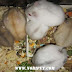 Chuột Hamster Winter White – WW giá rẻ Đà Nẵng