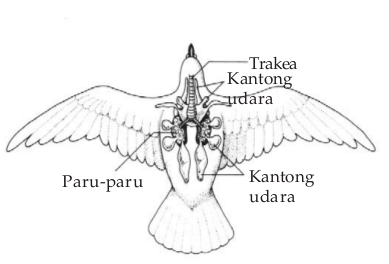 Alat pernapasan burung Alat pernapasan burung