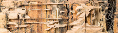 House Inspections Melbourne House Inspections Melbourne