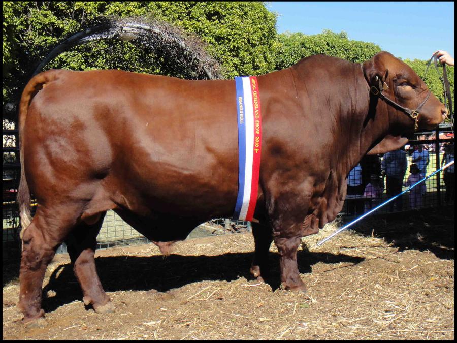 Outback Snack Australia Australian Cattle
