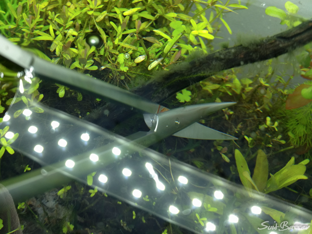 アオミドロ 水槽 アオミドロ 水槽