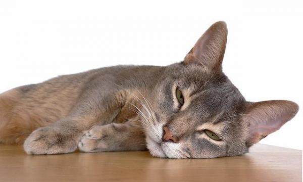 First Aid for Cat with Fever First Aid for Cat with Fever