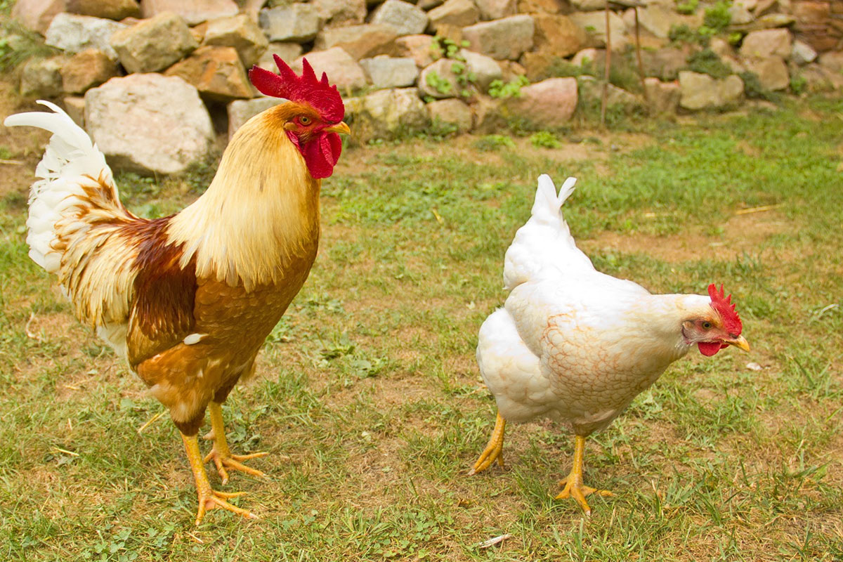 real farm animals wallpaper