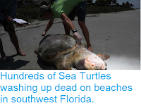 https://sciencythoughts.blogspot.com/2018/07/hundreds-of-sea-turtles-washing-up-dead.html